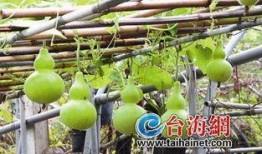 吃葫芦瓜发胖吗