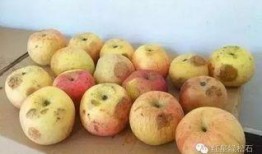 吃葫芦瓜发胖吗