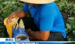 吃瓜吃不到难受,吃瓜吃不到的痛苦体验揭秘