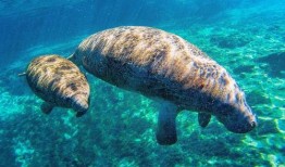 吃瓜动物可爱瞬间,捕捉吃瓜动物的萌态瞬间