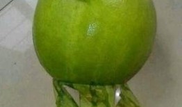 无聊去哪吃瓜,揭秘“无聊去哪吃瓜”的美食之旅