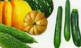 夏天吃瓜群众推荐,瓜果飘香，清凉一夏推荐指南