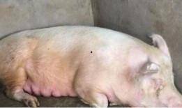 猪儿吃瓜,趣味横生的田园生活趣事