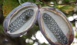 木通瓜可以吃吗,美味可口的天然食材探索