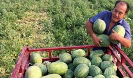 台湾吃瓜叫什么,揭秘“吃瓜”背后的独特风味