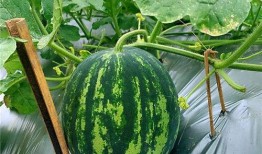 上安吃瓜,揭秘网络热点的背后故事