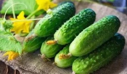 吃瓜芽芽,揭秘娱乐圈的甜蜜与苦涩