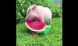 小猪吃酉瓜,小猪的酉瓜美食之旅