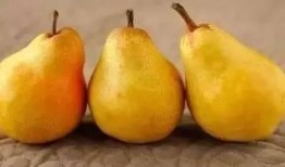 秋冬吃果不吃瓜,品味果香四溢的甜蜜时光