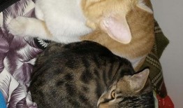 吃瓜吸猫,揭秘娱乐圈的甜蜜诱惑