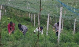 小瓜萎怎么吃,小瓜萎的多样食用方法探索