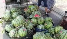 莒县刘官庄吃瓜事件,一场引发热议的乡村奇闻