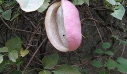 八月瓜怎么吃瓜,解锁美味新体验