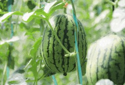 吃瓜香妃,揭秘宫廷美食传奇