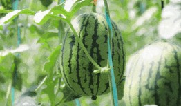 吃瓜香妃,揭秘宫廷美食传奇