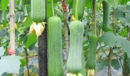 吃瓜少女想致富,揭秘娱乐圈背后的财富秘密