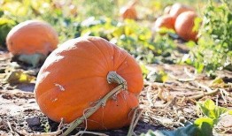 梦见自己吃烂瓜什么意思,吃烂瓜的寓意与启示