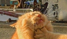 吃瓜猫情侣头像,吃瓜猫情侣头像背后的浪漫故事