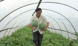 西藏吃瓜群,揭秘高原生活趣味瞬间