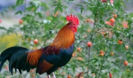 带你吃瓜最强公鸡,带你领略“带你吃瓜最强公鸡”的独特魅力