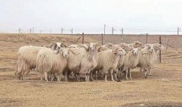 羊群赶进瓜地吃瓜农的瓜,羊群误闯瓜园引发纠纷