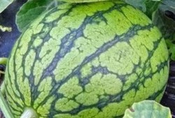 宁夏吃的瓜,探寻塞上江南的甜蜜诱惑