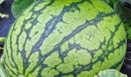 宁夏吃的瓜,探寻塞上江南的甜蜜诱惑