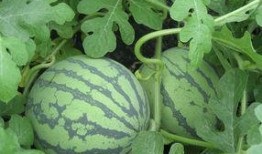 孕妇可以吃仙瓜嘛