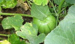 什么瓜不能种植熟了吃,种植与食用安全指南