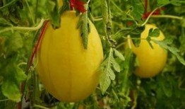 西藏吃瓜群,揭秘高原生活趣味瞬间