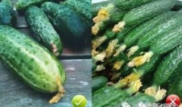 花花的瓜怎么吃,解锁美味新体验