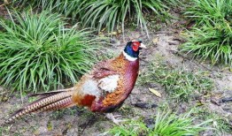 脆瓜咋样防野鸡吃,巧防野鸡侵害，保障丰收