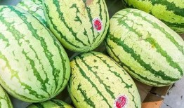 宁夏吃的瓜,探寻塞上江南的甜蜜诱惑