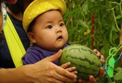 西藏吃瓜群,揭秘高原生活趣味瞬间