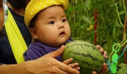 西藏吃瓜群,揭秘高原生活趣味瞬间