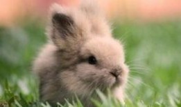 兔兔吃瓜娱乐,娱乐无限，揭秘娱乐圈幕后趣事