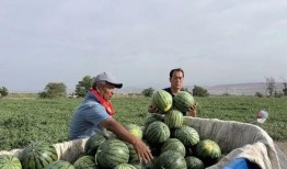 折腰三人吃瓜,共享瓜界盛宴