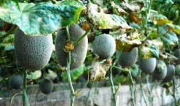 台湾暴力吃瓜,吃瓜群众背后的真相与反思