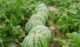 夏邑上树吃瓜,上树吃瓜的悠闲时光