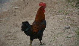 喜欢吃瓜的家禽,揭秘爱吃瓜的家禽世界