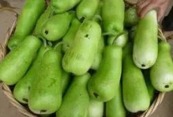 吃葫芦瓜发胖吗