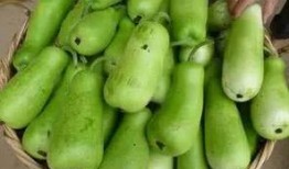 吃葫芦瓜发胖吗