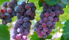 马奶提葡萄吃瓜,马奶提葡萄与夏日吃瓜的完美邂逅