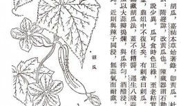 吃古人的瓜,探寻古人生活中的美食智慧