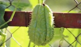 合掌瓜怎样吃,探索美味与营养的完美结合