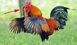 带你吃瓜最强公鸡,带你领略“带你吃瓜最强公鸡”的独特魅力