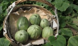 阿婆只吃瓜,一场与甜蜜瓜果的奇妙邂逅