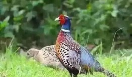 脆瓜咋样防野鸡吃,巧防野鸡侵害，保障丰收