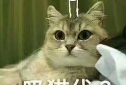 吃瓜吸猫,揭秘娱乐圈的甜蜜诱惑