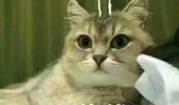 吃瓜吸猫,揭秘娱乐圈的甜蜜诱惑